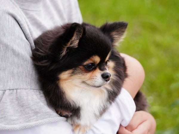 飼い主さんの腕の中でにっこり笑みを浮かべるみつばちゃん（画像提供：みつばさん）