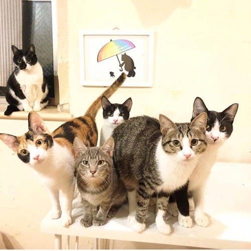 同じ時を過ごした保護猫たち。左がぐぅねむで、真ん中奥がぱち（保護主さん提供）