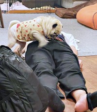 バランスを取り直してさらにステップを踏もうとするモナカちゃん（画像提供：KaKoAさん）