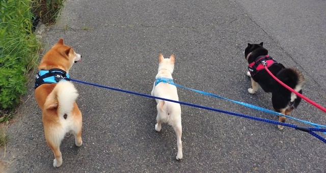 大好きな兄犬、大豆くん（左）と姉犬、小豆ちゃん（右）と仲良く散歩をする米子ちゃん（中央）（画像提供：白柴米子（こめこ）さん）