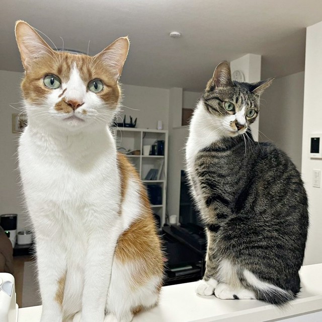 飼い主さんが夕飯準備中、そろって待つ（左から）ビスケットくん、ソックスくん（画像提供：ソックスとビスケットさん）