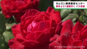 色とりどりのバラの花が見頃　例年より１週間早く　せんだい農業園芸センター