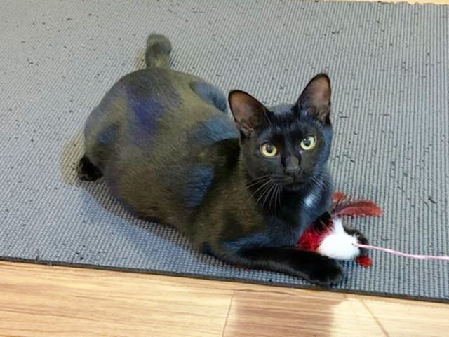 おもちゃで遊ぶくうちゃん（画像提供：hachi_quuさん）