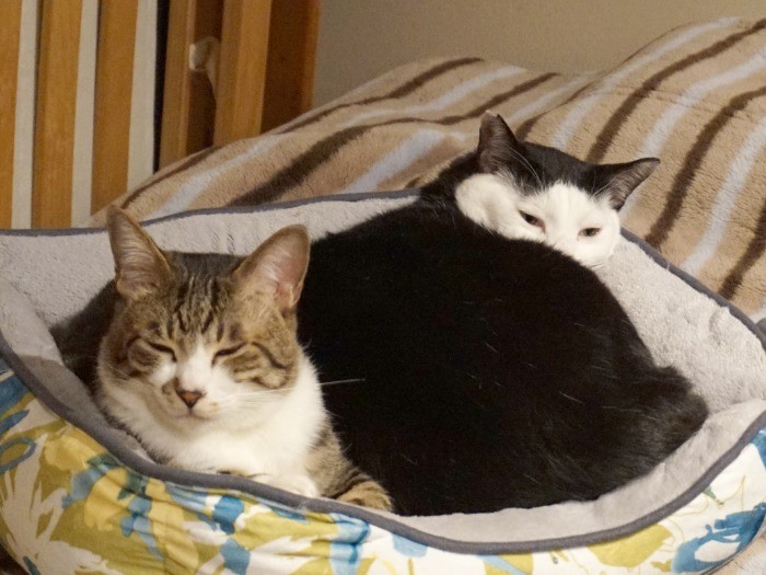 飼い猫１年目。同じ保護猫部屋にいたやまとくんのおかげで、猫同士の関わりを覚えた（ねりまねこ提供）