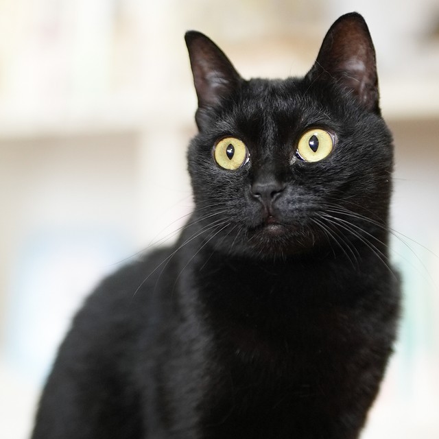 凛々しい表情でたたずむカギ。「黒猫の魅力をもっと伝えたい」（山根さん）