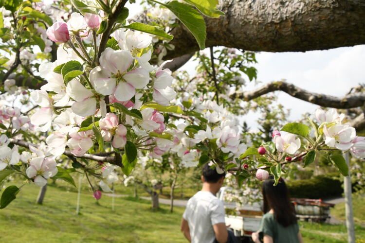 花をつけたリンゴの木