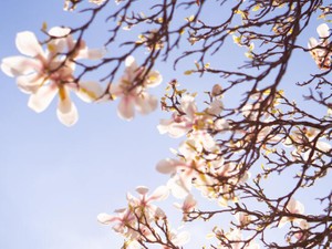 私はバリカンを手に取り、坊主にした。SNSのいいね！は自己最多を更新した