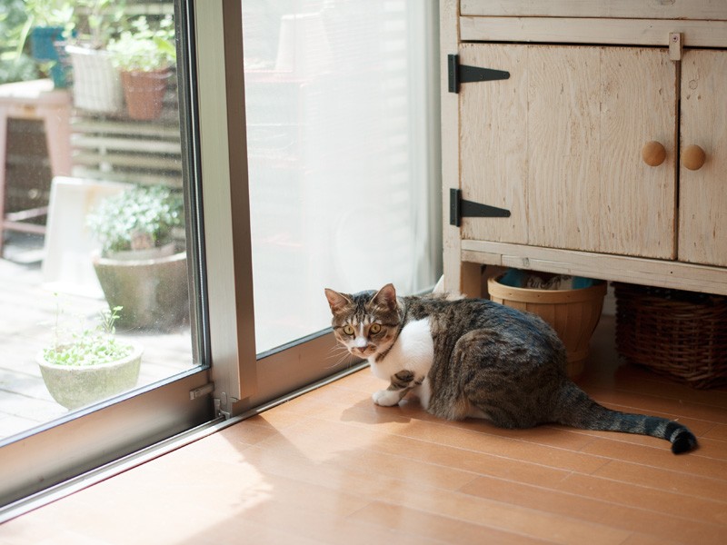 「私『きなこ』って名前になりそうだったの」（小林写函撮影）