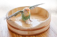 インコ専用の木桶「水遊びOK(桶)」を数量限定で販売！　職人の技を愛鳥のために…　岡山・矢掛町