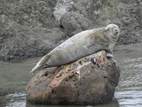 アザラシさんの寝姿。か、かわいい…（おたる水族館提供）