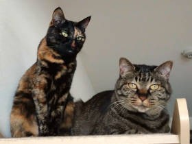 夫、猫暮らし９年でついに猫アレルギー発症　在宅勤務が原因？