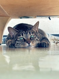 社員のひめちゃん（画像提供：三協精器）