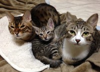 他の猫たちと寄り添うたろさん（一番左）（猫奴隷さん提供）