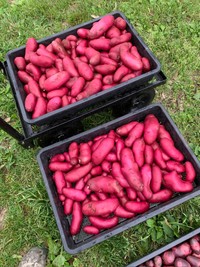 こちらはノーザンルビー＝群馬の25歳農家ぶんばい（AYUMI FARM TAKASAKI）さん提供