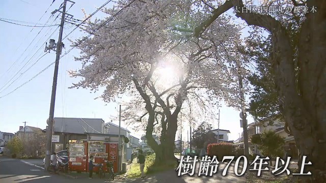 住宅街の桜並木　仙台・太白区四郎丸