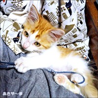 保護まもないころ、少しずつ元気を取り戻したかなたくん（画像提供：あきや～まさん）