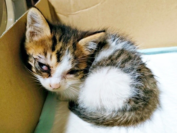 保護当時、衰弱し右目が晴れていたシエルくん（画像提供：BigBobさん）