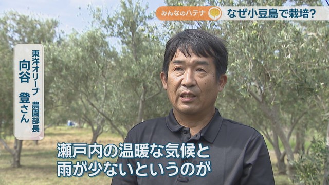 東洋オリーブ農園部長／向谷登さん
