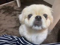 大きなお目々やぺちゃんとしたお鼻も可愛いとろろくん（提供：とろろ ペキニーズさん）