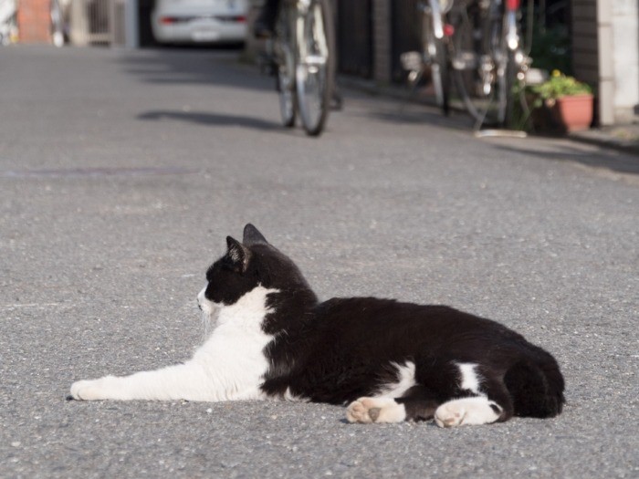 その日、ハチワレの野良猫は私のひざから降りなかった（4