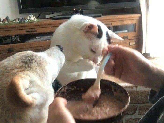 失敗しちゃった？（辰巳出版　提供）