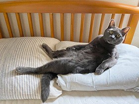 ストリート時代、声を手がかりに駆け寄って来て我が子に　元野良猫「ぐり」