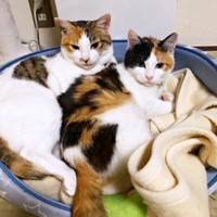 まるで姉妹！ ひとつの猫用ベッドに入って一緒にくつろぐ（左から）るりちゃんとみくちゃん（画像提供：ねこ好きさゆりんさん）
