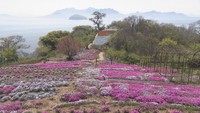 香川県三豊市志々島の「天空の花畑」