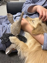 自宅で遊び疲れて寝てしまったとろろくん／「ポメックスのとろろくん」（@monaka_0507）提供