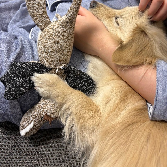 自宅で遊び疲れて寝てしまったとろろくん／「ポメックスのとろろくん」（@monaka_0507）提供