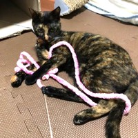 ひも状のおもちゃが好きなななちゃん。おもちゃをキープしてお父さんやお母さんを待ちます