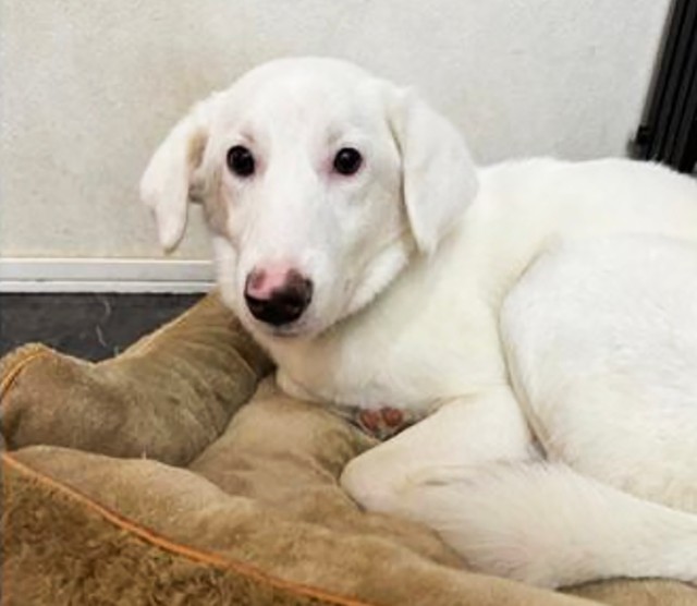 新しいお家でもイレブンのペースで幸せに過ごしてね！