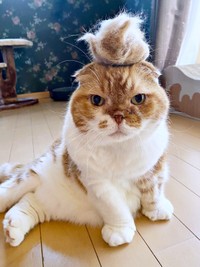 抜け毛がたくさんとれたぽんたくん（画像提供：ぽんた師匠さん）