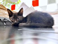 保護から1カ月経つころには元気を取り戻していったジジちゃん（画像提供：なちゅふぉとさん）