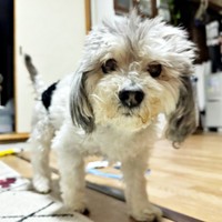 お菓子の袋を開ける音を聞いて起きて来たつんちゃん（画像提供：つんこむさん）