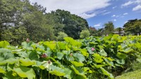 栗林公園（高松市栗林町 午前11時ごろ）