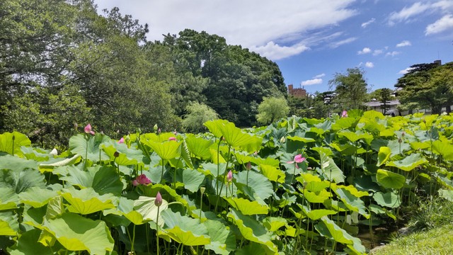 栗林公園（高松市栗林町 午前11時ごろ）