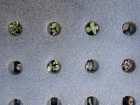 いたって普通の街路樹に見えるが…保護蓋の穴から草が生えている＝瀬尾一樹さんのX（@kusanonamaesay）より