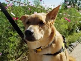 公園でコスモスを見ながらお散歩　立ち耳の雑種犬「イチロー」