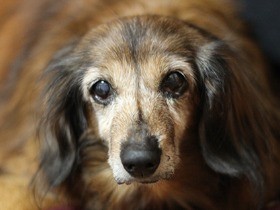 犬の歯周病を放置すると、細菌が全身にまわって深刻な病気に…