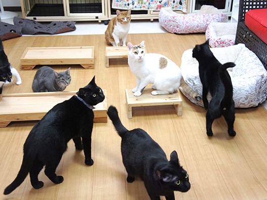猫を売らない猫の専門店　保護猫が「空中散歩」