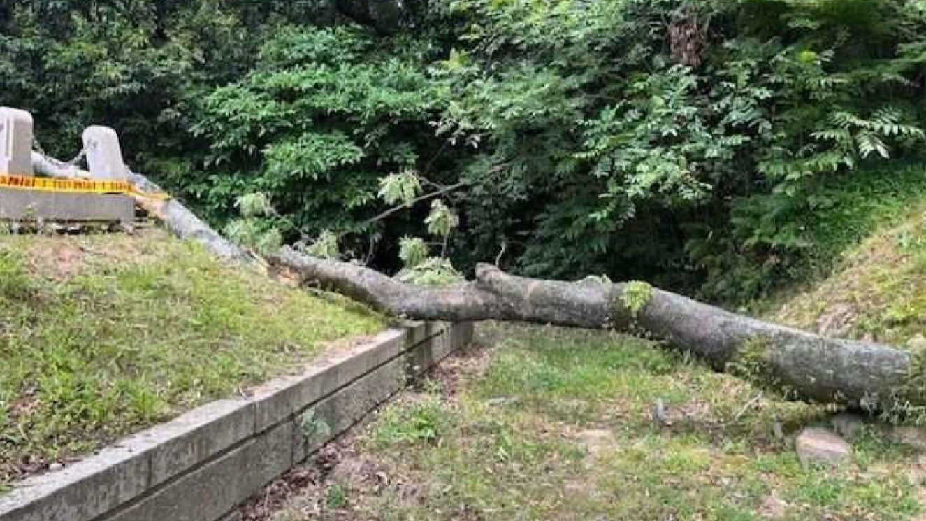 倒木 岡山・中区の公園でベンチが倒壊し男性1人がけが 別の公園では倒木も