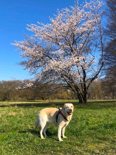 毎朝散歩をするトリノのコッレッタ公園。噴水や花壇など人工的設備はなく、自然そのままの大平原風なところが気に入っている