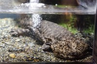 オオサンショウウオ（在来種）