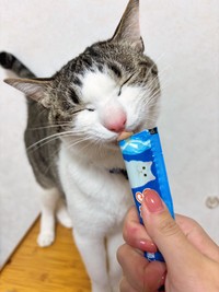 大好きなチュールを食べて大満足な琥珀くん（提供：ハナさん）