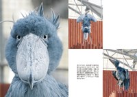 「ハシビロコウのふたば」より（写真：南幅俊輔）