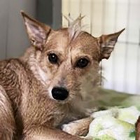 モヒカン風のパヤ気がかわいいアイル