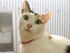 ワクチン接種前でドキドキです　三毛猫の「小梅」