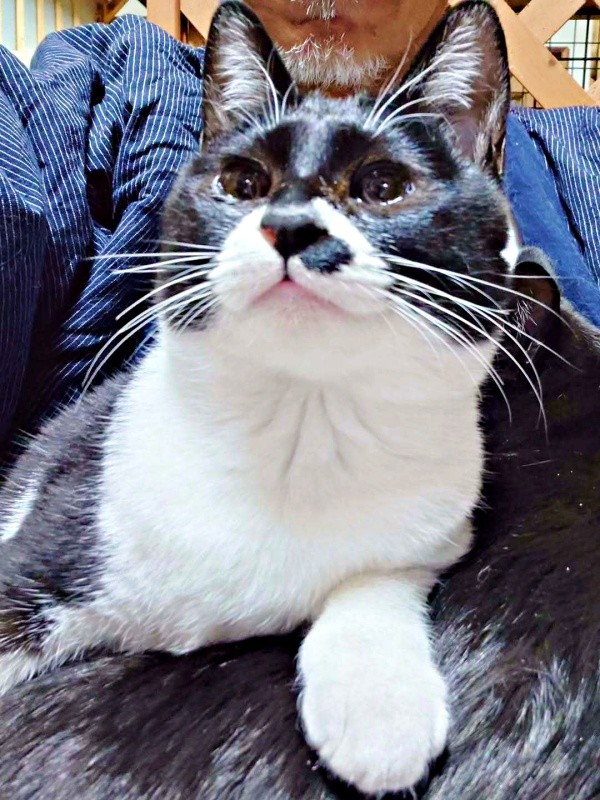 飼い主さんに甘える愛らしいまぎちゃん（画像提供：hiro_8083さん）