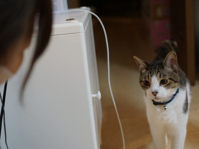 「ばあば、そろそろ、にゃめーる（ちゅーる）の時間じゃない？」取材中、目で訴えるちょびちゃん　